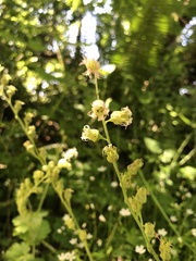 Tellima