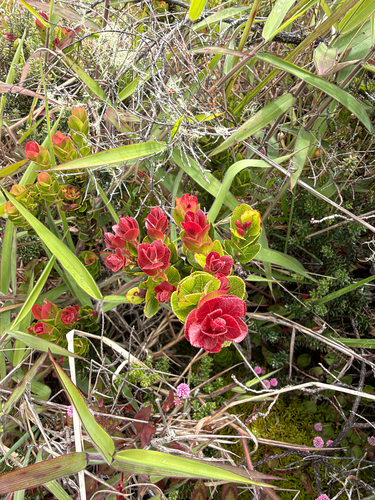Vaccinium reticulatum observed 2026-10-22