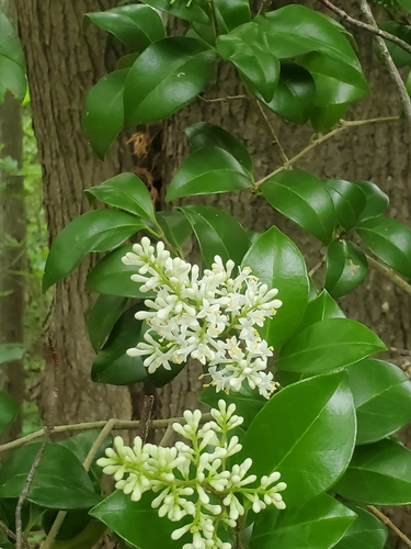 Ligustrum japonicum iNat (1)