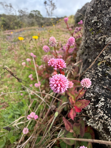 Persicaria capitata observed 2026-10-22