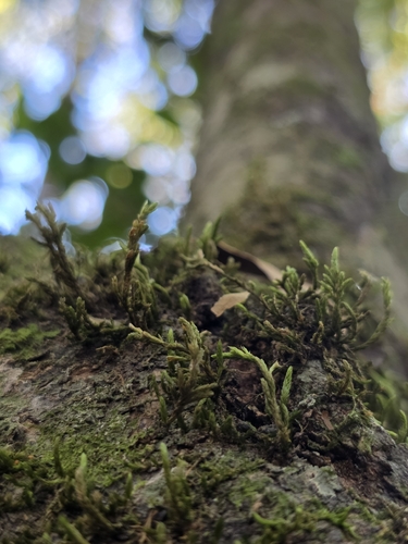 Forsstroemia trichomitria observed 2026-10-22