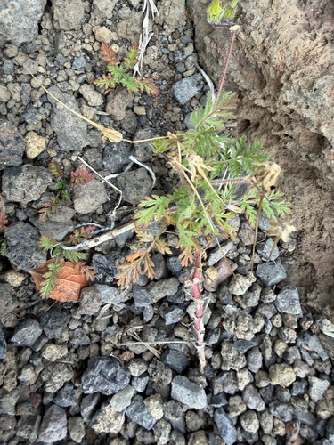 Geranium, 2026-10-22