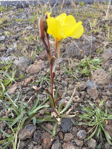 Oenothera stricta observed 2026-10-22