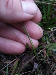 Rhynchospora pusilla