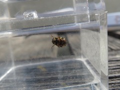 Clastoptera lineatocollis
