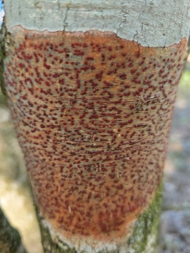 Pyrenula observed 2026-10-22