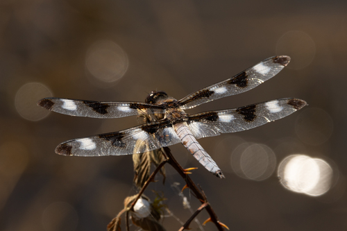 Twelve-spotted Skimmer