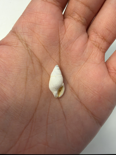 Hinea brasiliana, 2026-10-23