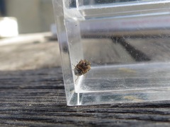 Clastoptera lineatocollis