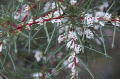 Hakea decurrens physocarpa