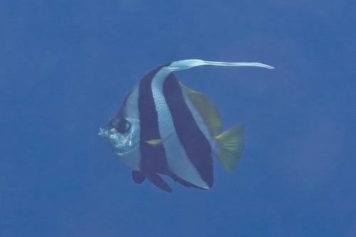 Heniochus diphreutes observed 2026-10-16