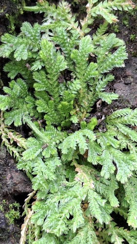 Selaginella pallescens observed 2026-10-10
