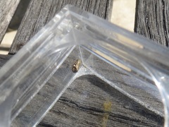 Clastoptera lineatocollis
