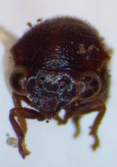 Harmonides reticulata