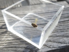 Clastoptera lineatocollis