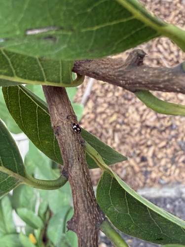 Sigil Lady Beetles