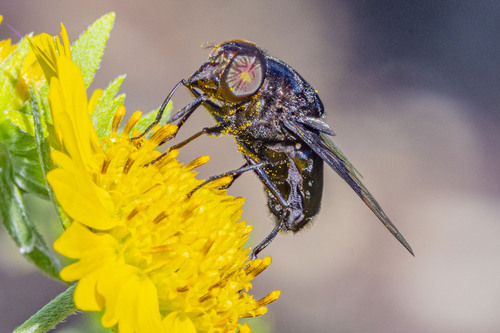 Mexican Cactus Fly