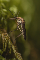 Ochlerotatus