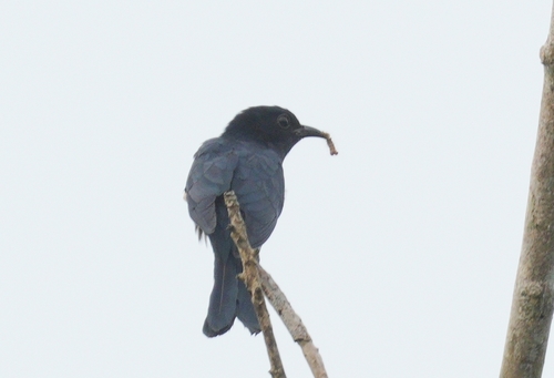Surniculus lugubris observed 2026-10-22