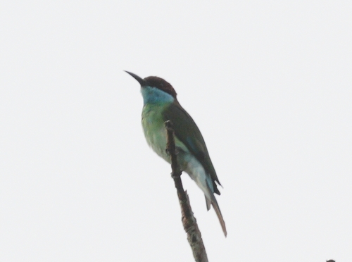 Merops viridis observed 2026-10-22