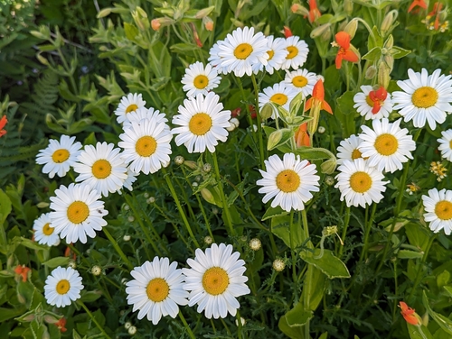 oxeye daisy photograph by the iNaturalist community