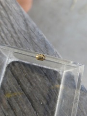 Clastoptera lineatocollis