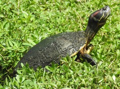 Trachemys scripta elegans image