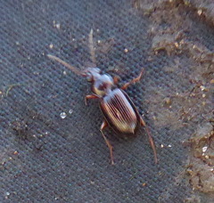 Carabidae