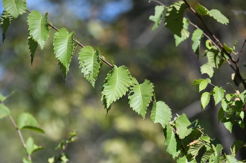 American elm photograph by the iNaturalist community