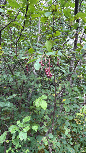 chokecherry photograph by the iNaturalist community