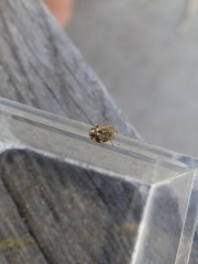 Clastoptera lineatocollis