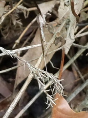 Brachypremna dispellens