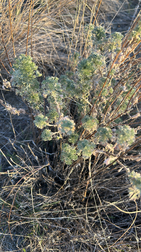 Artemisia frigida observed 2026-10-22