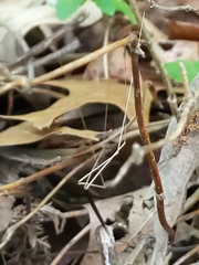 Brachypremna dispellens