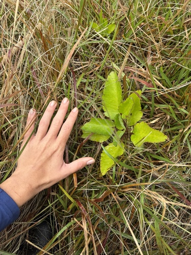 Kalanchoe pinnata observed 2026-10-21