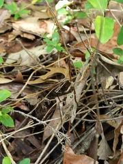 Brachypremna dispellens