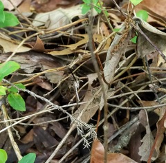 Brachypremna dispellens