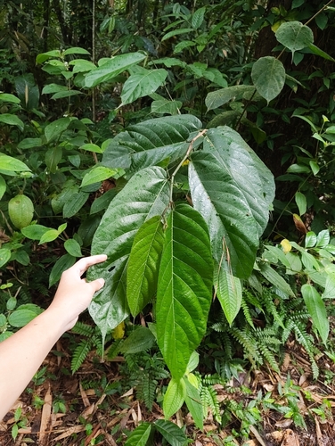 Ficus obliqua observed 2026-10-23