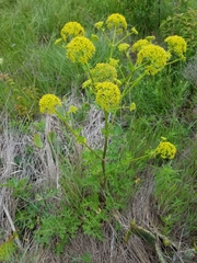 Polytaenia