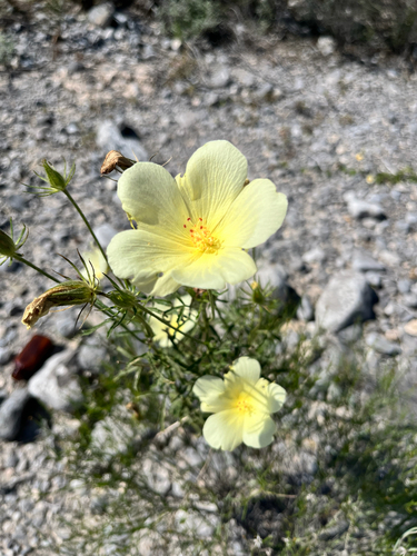 desert rosemallow