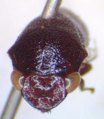 Neotynelia