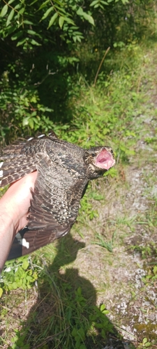 Common Nighthawk