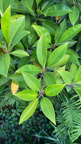 Bruguiera gymnorhiza observed 2026-10-23