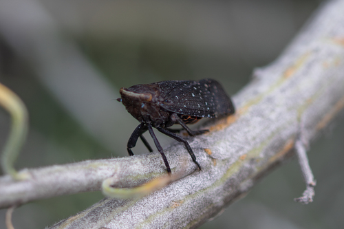 Orange-tailed speckled lanternfly