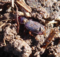 Carabidae