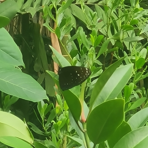 Euploea phaenareta