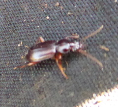 Carabidae