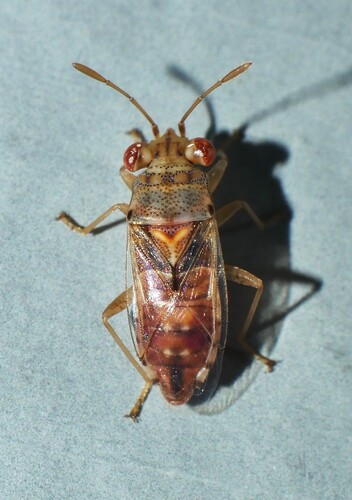 Germalus observed 2026-10-20