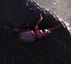 Carabidae