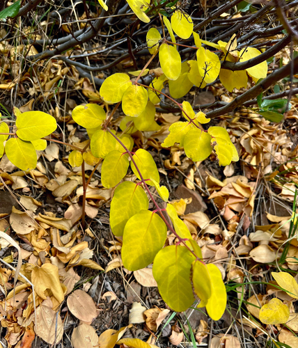 Apocynum androsaemifolium observed 2026-10-22